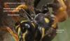 Polistes dominula